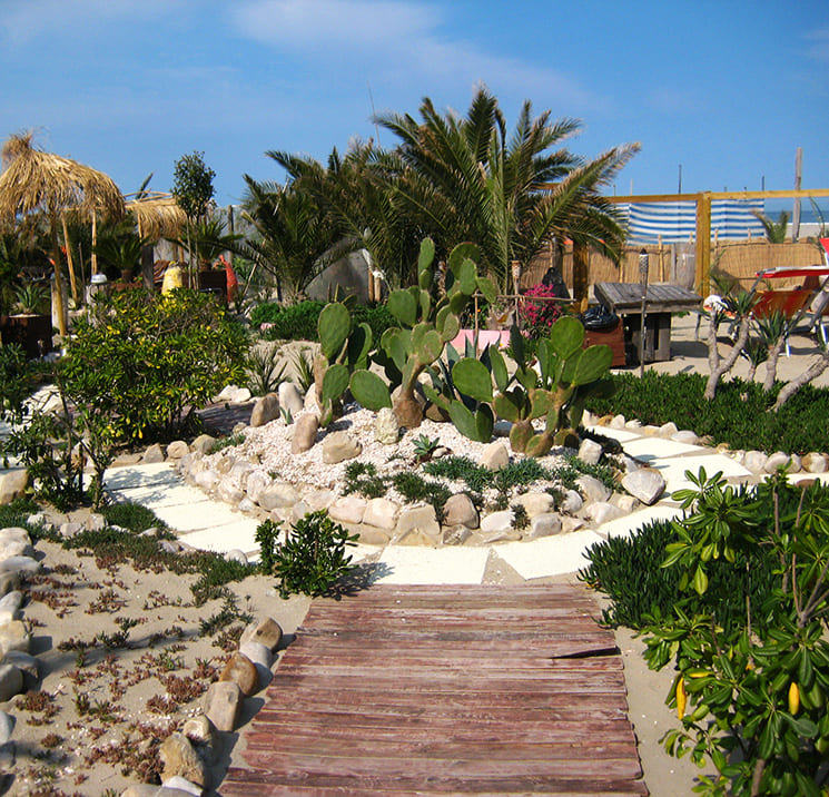fichi d'india