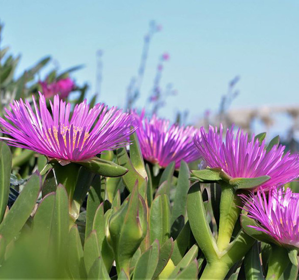 carpobrotus o unghia di strega
