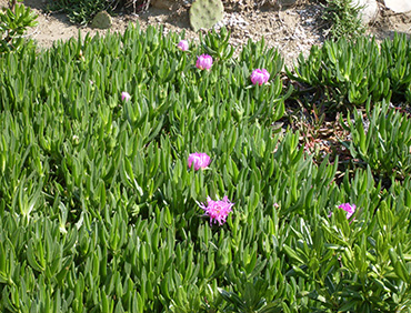 cespugli di carpobrotus sulla spiaggia aiuola di carpobrotus