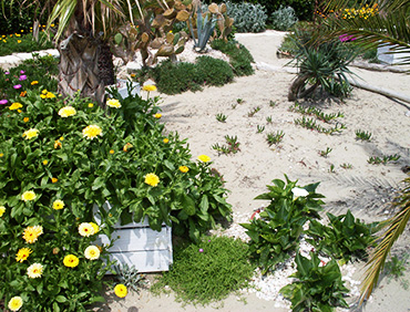 aiuola esotica con tripudio di fiori aiuola esotica
