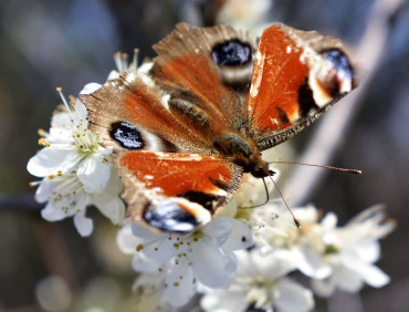 farfalla su delicati fiori bianchi farfalla