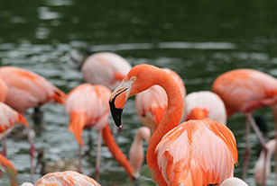 fenicotteri rosa nella laguna di Ravenna fenicotteri rosa