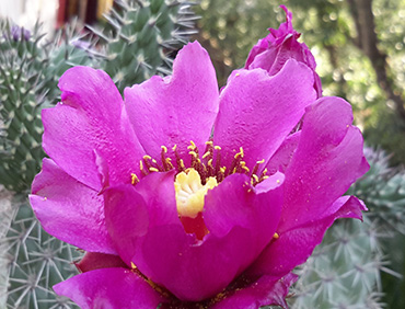 splendido fiore violetto di cactus spinoso fiore di cactus