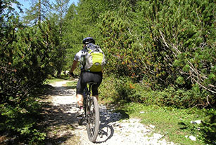 escursione in mountain bike nella pineta secolare mountain_bike