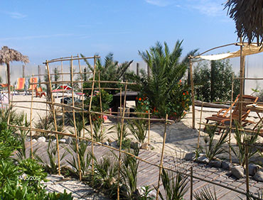 palme nane sulla sabbia nell'angolo relax palme nane