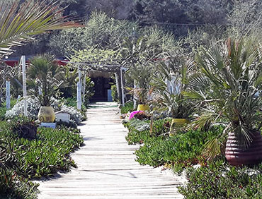 passerella con dune verdeggianti passerella spiaggia